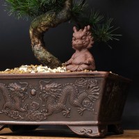 Бонсай сосна «В ожидании чуда» 36 см