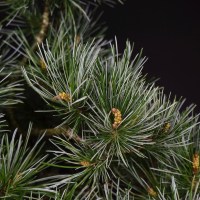 Бонсай сосна «В ожидании чуда» 36 см