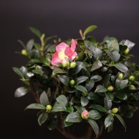 IMG_84495