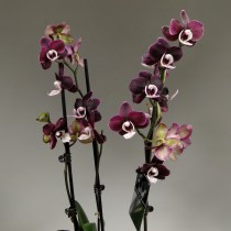 Черная орхидея Каода