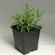 Lavanda_fr_purple_mix