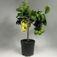 citrus_limon_70_21