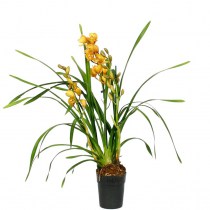 Орхидея цимбидиум желтый Сью