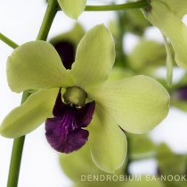 Орхидея дендробиум санок Анна Грин