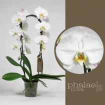 Орхидея фаленопсис белый каскад