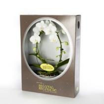 Орхидея фаленопсис белый зеркало  в стекл кашпо и коробке
