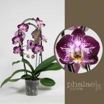 Орхидея фаленопсис фейри