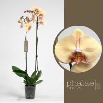 Орхидея фаленопсис оптимистик фентази