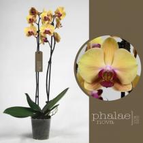 Орхидея фаленопсис солид голд