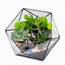 florarium_doroga_v_tropiki_1