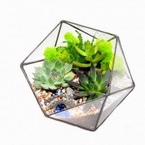 florarium_doroga_v_tropiki