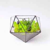 florarium_doroga_v_tropiki_2