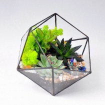 florarium_doroga_v_tropiki_3