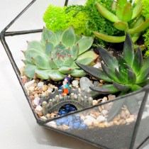 florarium_doroga_v_tropiki_4