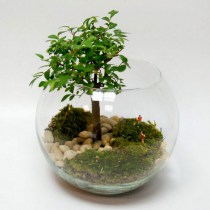 florarium_pod_tenyu_oblaka_1