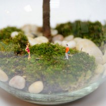 florarium_pod_tenyu_oblaka_2