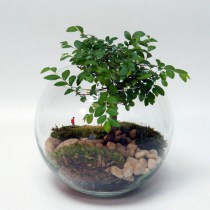 florarium_pod_tenyu_oblaka_3