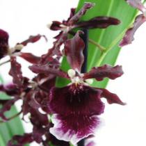 Орхидея одонтоглоссум камбрия экскьюз