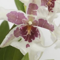 Орхидея камбрия беалара Тахома