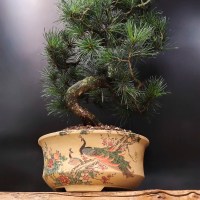 Бонсай сосна «В ожидании чуда» 36 см
