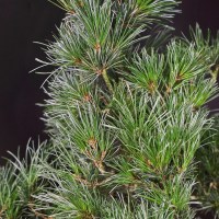 Бонсай сосна «В ожидании чуда» 36 см