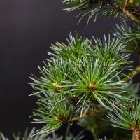 ленинский_20