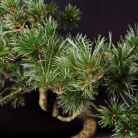 ленинский_2