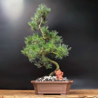 ленинский_31