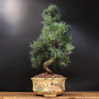 Бонсай сосна «В ожидании чуда» 36 см