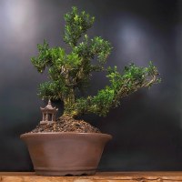 Бонсай Подокарпус «Фудзияма» 83 см