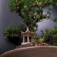 Бонсай Подокарпус «Фудзияма» 83 см