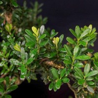 Бонсай Подокарпус «Фудзияма» 83 см